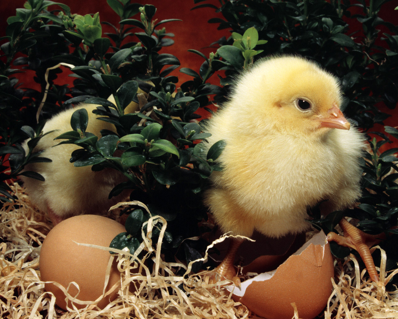 Новая технология выращивания цыплят-бройлеров