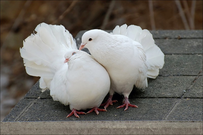 Похищение века: голуби на полмиллиона